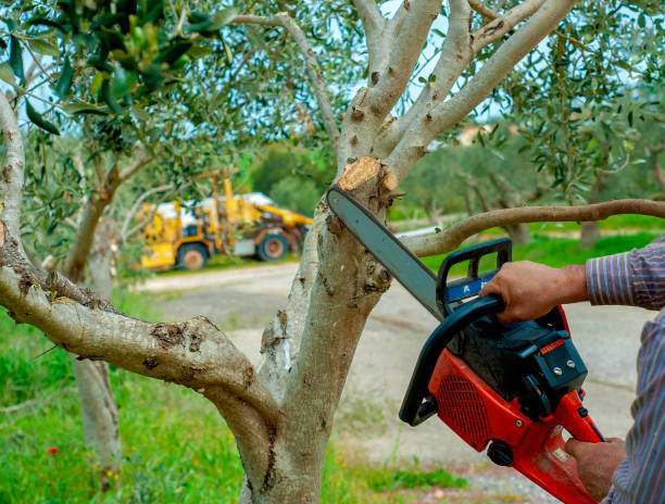 Best Emergency Storm Tree Removal  in Jacksonville, NC